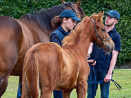 KS300622-71 - Cupboard Love & foal by Territories